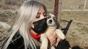 كلاب الشوارع