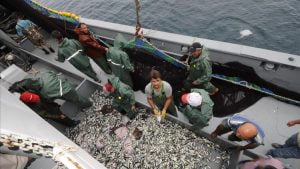 صيد سمك الأنشوفة