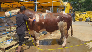 عجل يزن طناً و200 كيلوغرام يتصدر سوق الأضاحي في إسطنبول