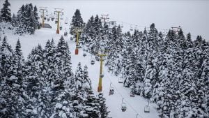 أطعمة للحيوانات البرية