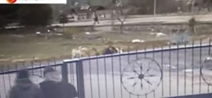امرأة هاجمتها 8 كلاب شاردة تنجو بأعجوبة في ملاطيا (فيديو)