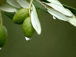 ورق الزيتون .. نتائج مذهلة لمرضى السكري وطالبي التنحيف