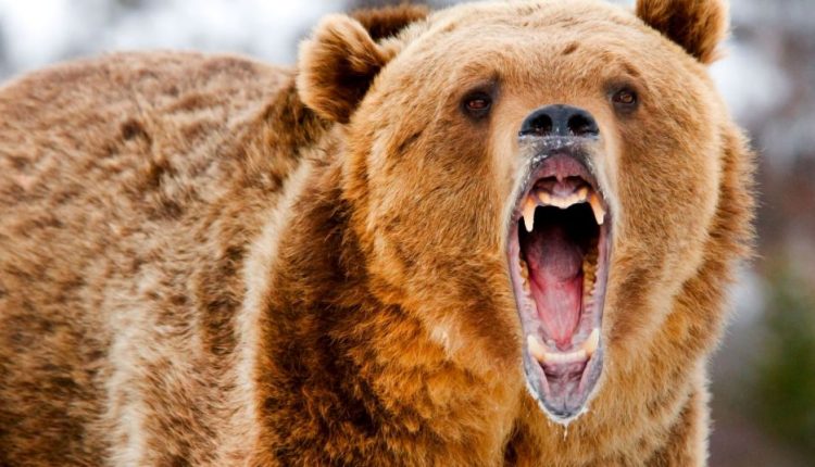 دببة” تهاجم حشود المتفرجين