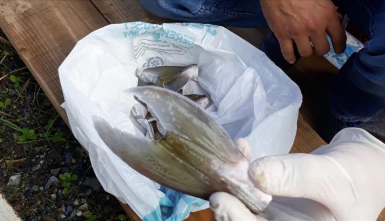 سمكة البالون السامة