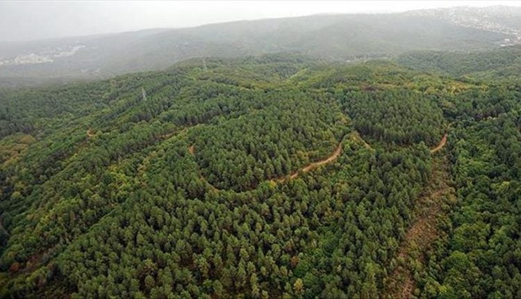 غابات جديدة بفعل أعمال التشجير في تركيا