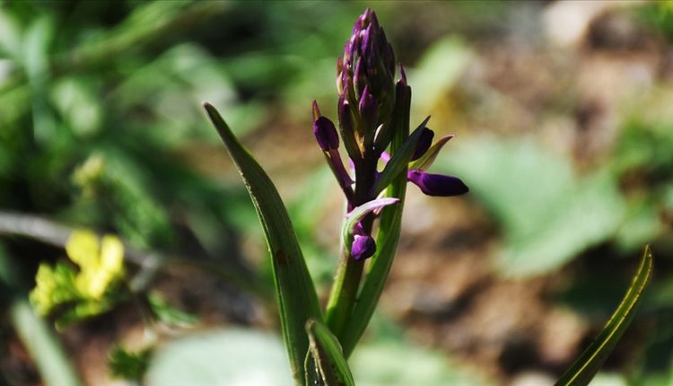 زهور الأوركيد في سامسون