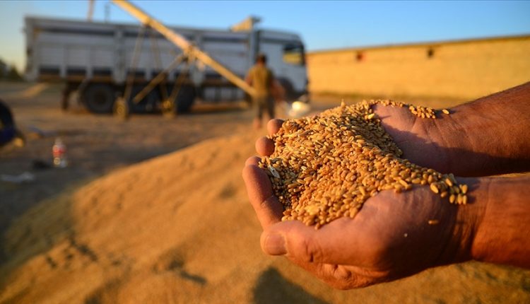 تغير المناخ يهدد زراعة القمح في تركيا