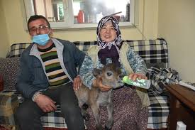 تركيا.. عجل قزم يحظى بعناية منزلية بعد ولادته (شاهد) 3