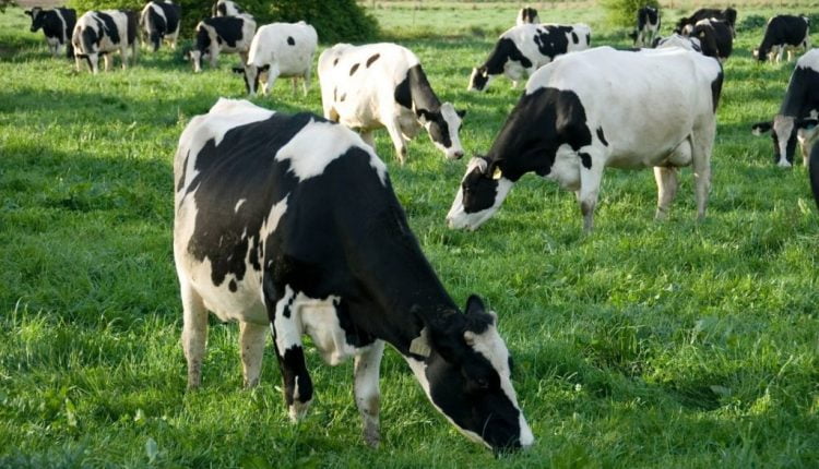 ازدياد عدد الأبقار في تركيا
