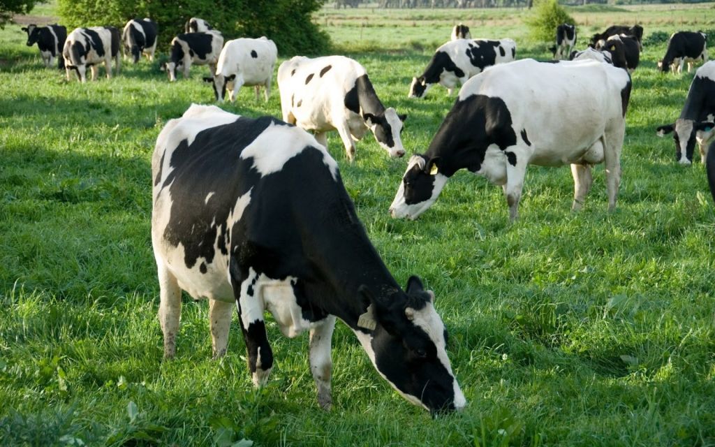 ازدياد عدد الأبقار في تركيا