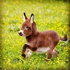 فيديو.. هروب جماعي للحمير من محمية بكاليفورنيا