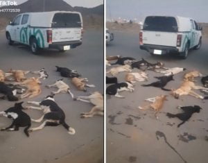 السعودية.. أول تعليق من أمانة مكة على فيديو تسميم الكلاب الذي احدث طجة واسعة