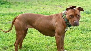 خلال كمين صباحي.. وفاة رجل بعد نهش وجهه من طرف7 كلاب بيتبول! (صور)