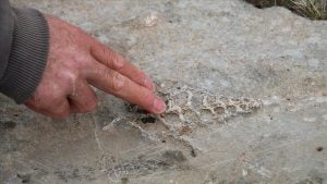 حفرية عمرها 70 مليون سنة في تركيا