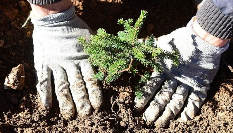 مشروع زراعة غابات مرجانية يأتي ضمن حملة مكافحة العنف ضد المرأة