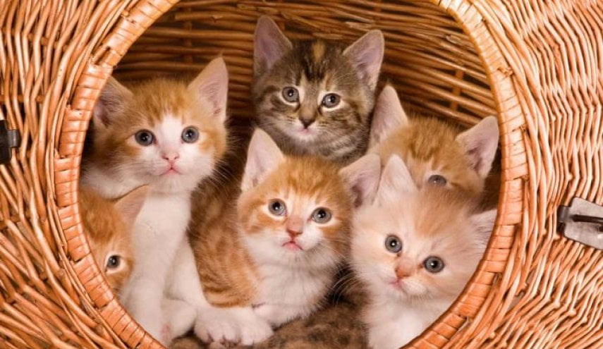 لماذا القطط تأكل صغارها! 9