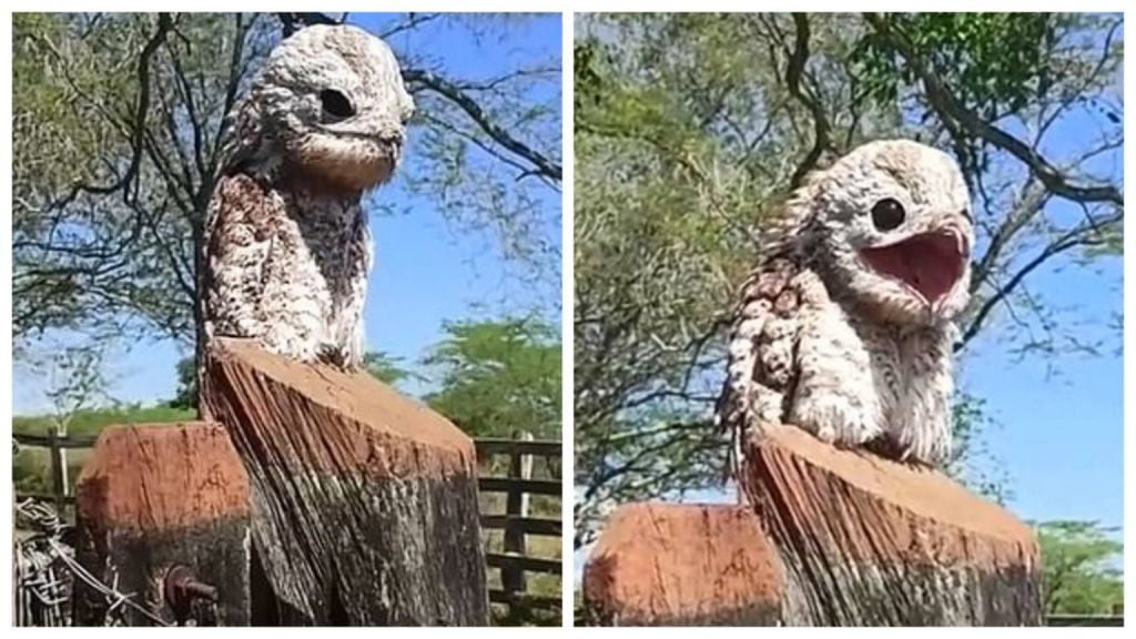 شاهد.. ظهور طائر غريب يشبه “الشبح ” .. وامرأة تصرخ من شدة الذعر 1