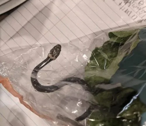 تركيا اليوم العثور على ثعبان حي ضخم على متن طائرة أمريكية يثر ضجة العثور على ثعبان حي ضخم على متن طائرة أمريكية يثر ضجة