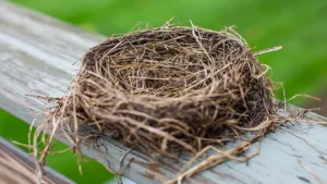 طائر يتسبب في نشوب حريق في أنقرة 