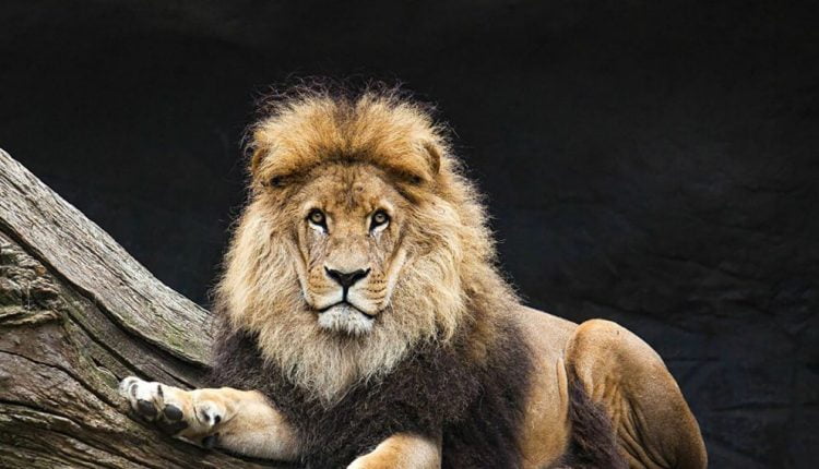 أسد يتحوّل داخل حي سكني في السعودية