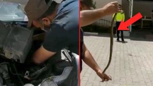 شرطي تركي يضبط أفعى ضخمة داخل محرك سيارته (فيديو)