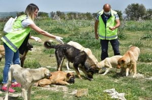 متطوعون يسخرون وقتهم لإطعام الحيوانات وسط الإغلاق الشامل في تركيا