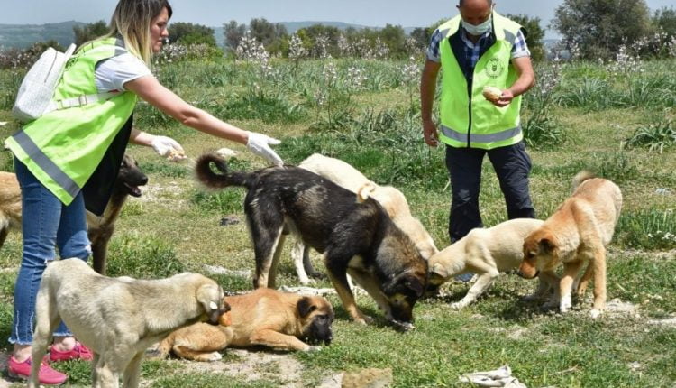 متطوعون يسخرون وقتهم لإطعام الحيوانات وسط الإغلاق الشامل في تركيا