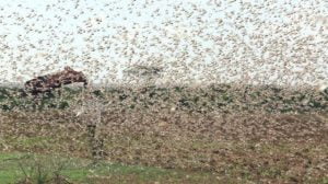 إدارة الكوارث والطوارئ التركية تحذر من تفشي الحشرات