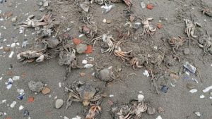 مشهد مخيف على شواطئ إسطنبول