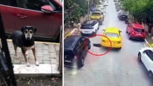 سائق تاكسي يدهس كلبًا ويهرب في إسطنبول (فيديو)