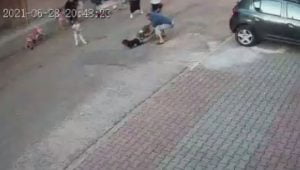 كلب يهاجم صبي في إسطنبول