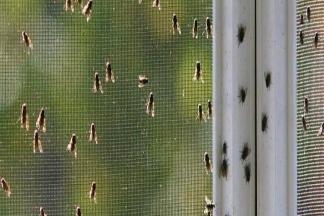 تخلص من الذباب في المنزل ب3 حيل