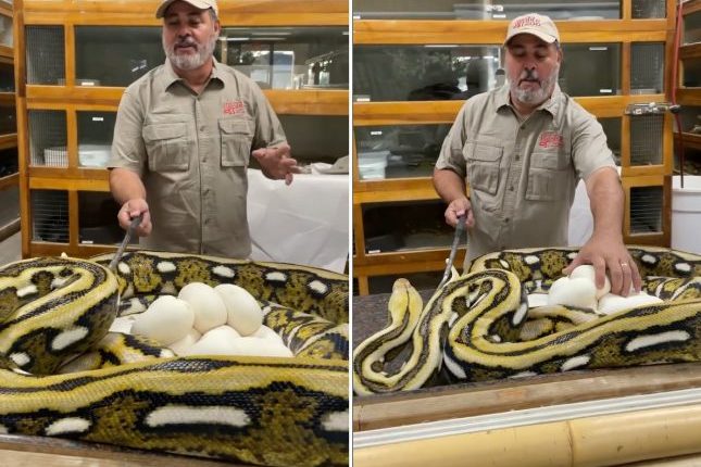 عضّ ثعبان كبير الحجم وجه شخص