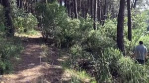 العثور على جثة شاب معلقة على الشجرة في إسطنبول