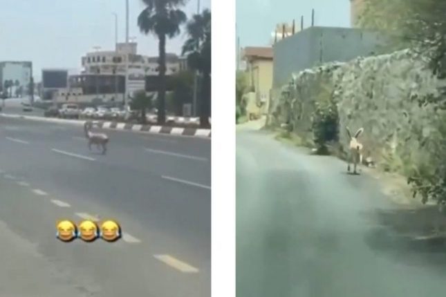 هروب الوعول الجبلية في الشوارع العامة