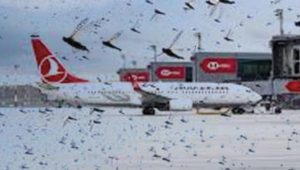 الجراد يهاجم مطار إسطنبول