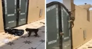 قرد طليق يفاجئ مواطنًا في منزله بالخبر