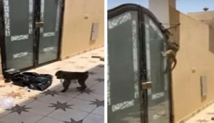 قرد طليق يفاجئ مواطنًا في منزله بالخبر