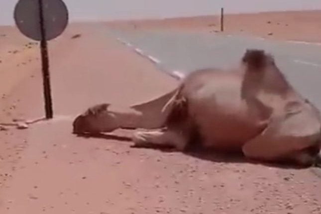 ردة فعل رجل رأى جملاً عطشان وسط الصحراء