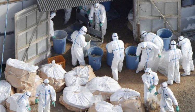 أول وفاة بإنفلونزا الطيور