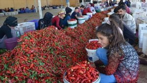 صادرات مسحوق الفلفل الحار تحقق نحو 5 ملايين دولار