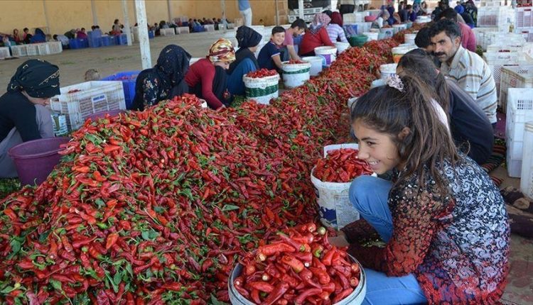 صادرات مسحوق الفلفل الحار تحقق نحو 5 ملايين دولار