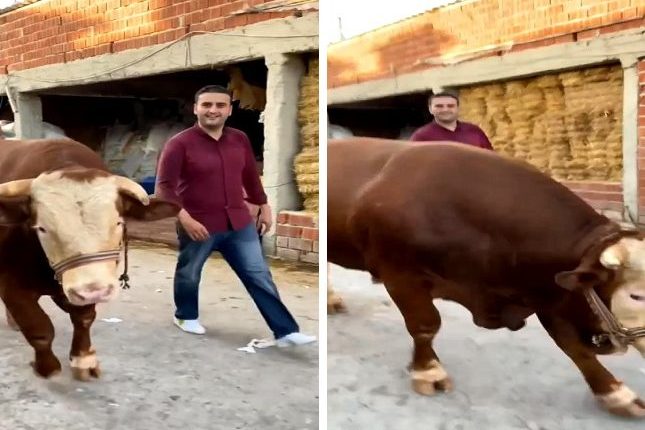 الشيف التركي