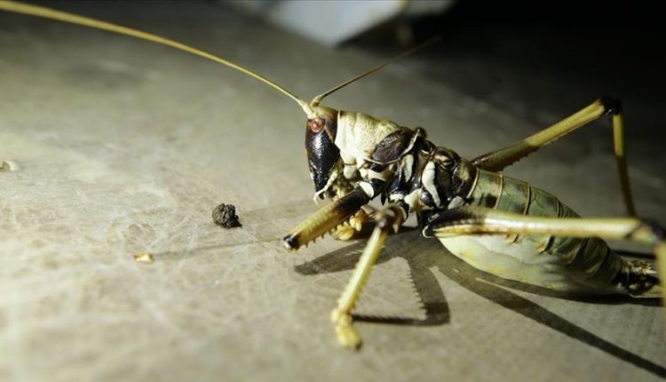 جراد آكل للحوم