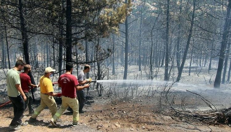 دائرة الغابات التركية