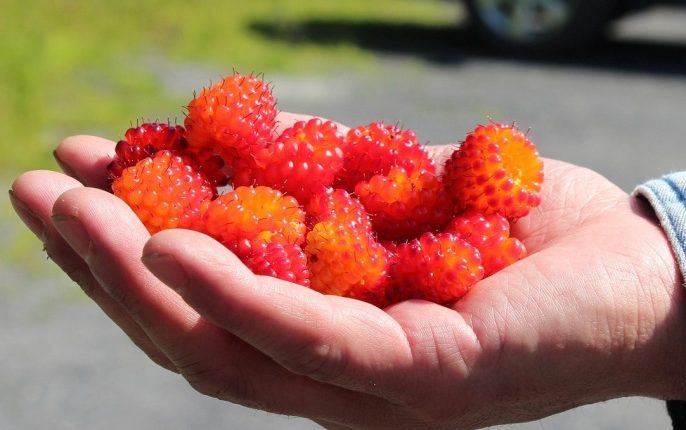 التوت.. لزيادة خصوبة الرجال