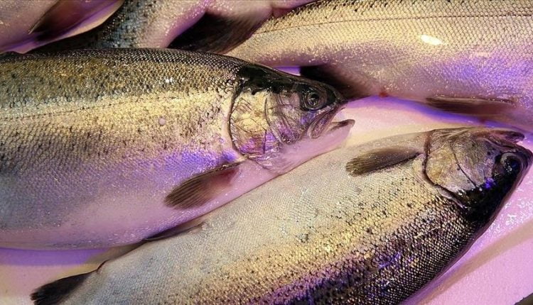 صادرات السلمون تفوق 90 مليون دولار في 7 أشهر