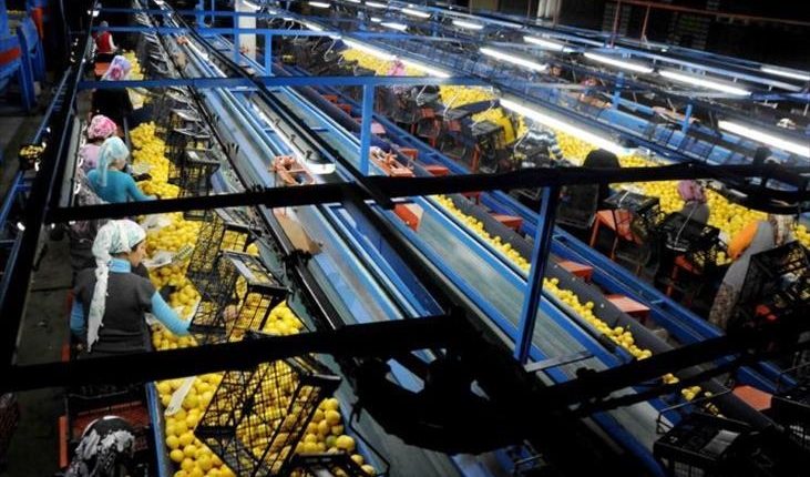 نمو صادرات الليمون التركية 59 بالمئة