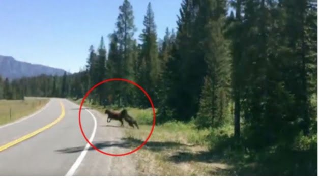 دب جائع يلتهم عجل ويثير الرعب في أرداهان التركية 33