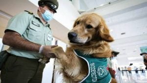 الإمارات تستعين بكلاب “بولت” لاكتشاف إصابات كورونا